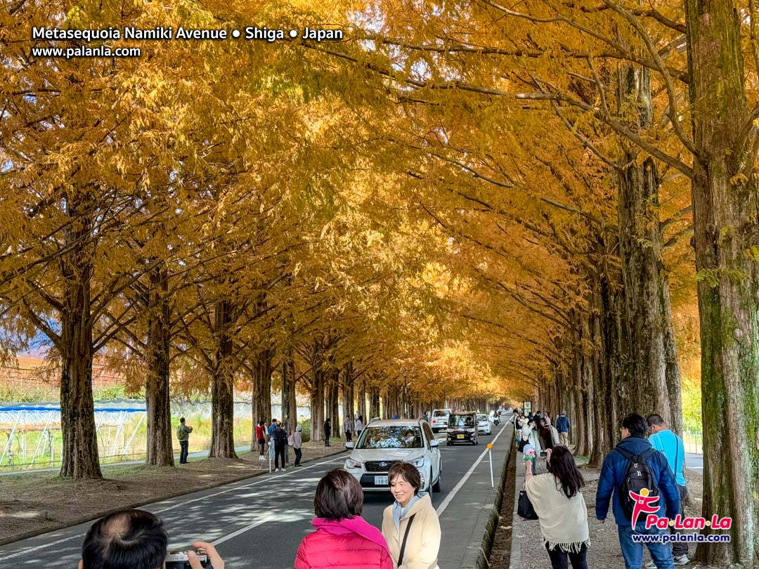 Metasequoia Namiki Avenue